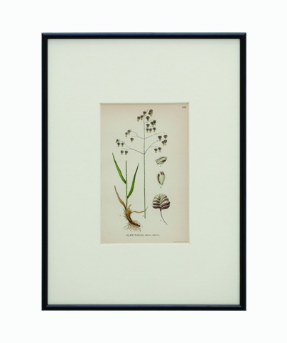BOTANICAL GRASS_09